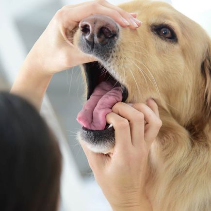 Zahnkontrolle beim Tier-Zahnarzt