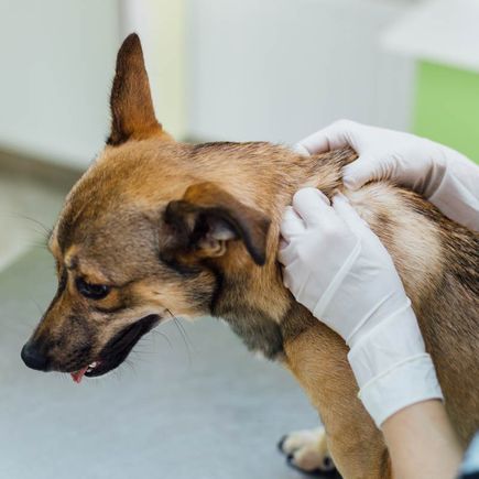 Tierdermatologie in Klagenfurt-Land